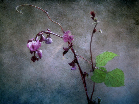 Hyacinthe Bean