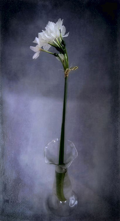 A single white Paperwhite Bloom