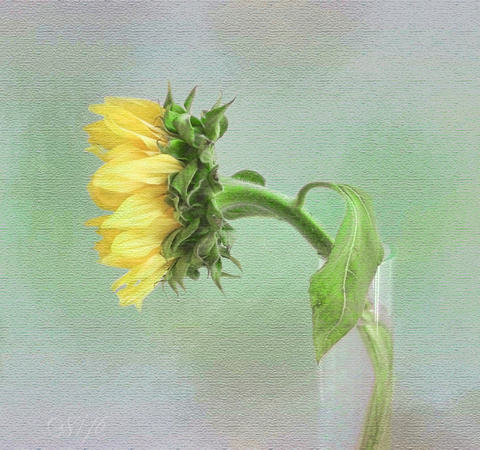 A Single Sunflower in Profile